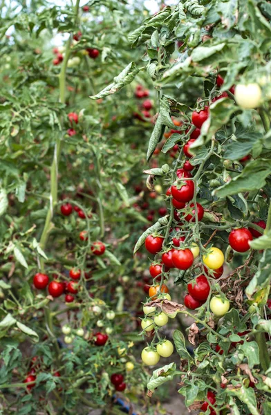 Small tomatoes in greenhouse — Stock Photo, Image