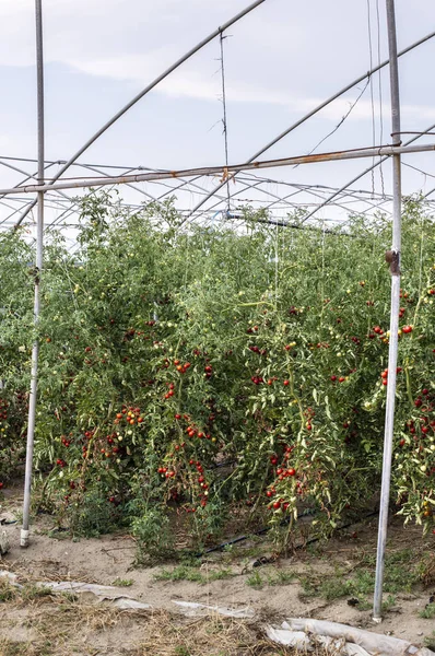 Små tomater i växthus — Stockfoto