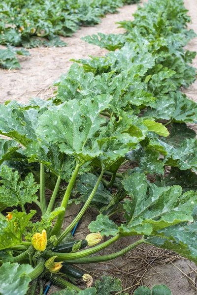 Zucchini in close-up op het veld. — Stockfoto