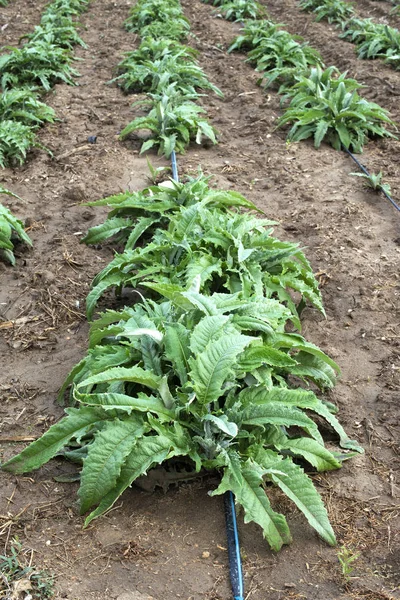 Plantas de alcachofa en filas. Alcachofa creciendo en el campo — Foto de Stock