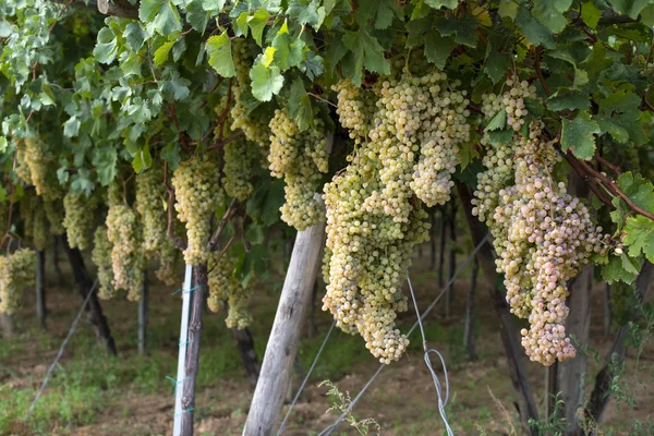 Uve bianche da dessert. Varietà di uva da mangiare . — Foto Stock