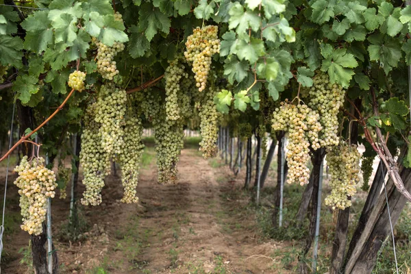 Sobremesa uvas brancas. Variedade de uvas para comer . — Fotografia de Stock