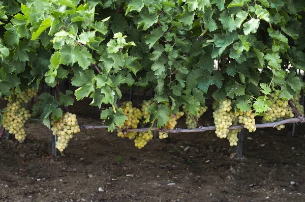 Sobremesa uvas brancas. Variedade de uvas para comer . — Fotografia de Stock