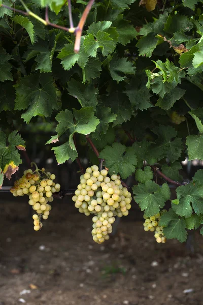 Desszert fehér szőlő. Fogyasztásra szánt szőlő fajtája. — Stock Fotó