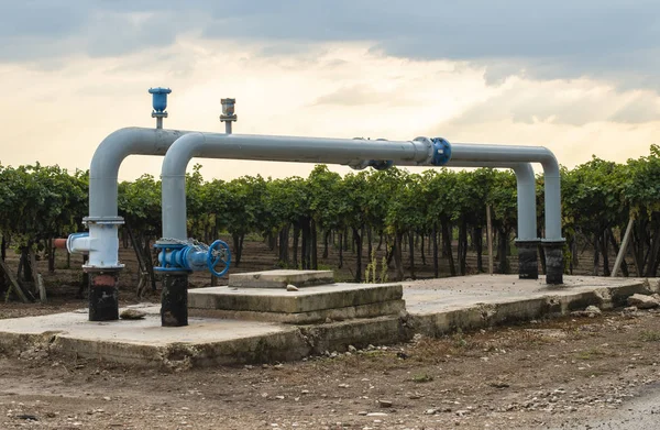 Watering pipes and vineyard. — Stock Photo, Image