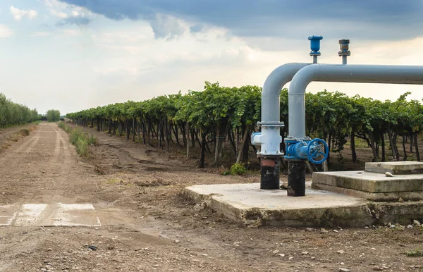 Watering pipes and vineyard. — Stock Photo, Image