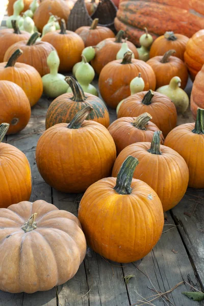 Variedad de muchas calabazas en el mercado. Diferentes tipos calabazas Fotos de stock libres de derechos