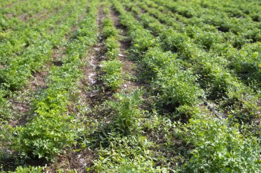 Maydanozlu tarla. Çiftlikteki maydanozu kapat.