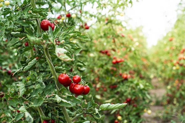 Tomates pequeños en invernadero —  Fotos de Stock