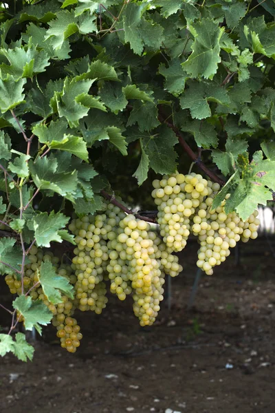 Dessert white grapes. Variety of grapes for eating. — Stock Photo, Image