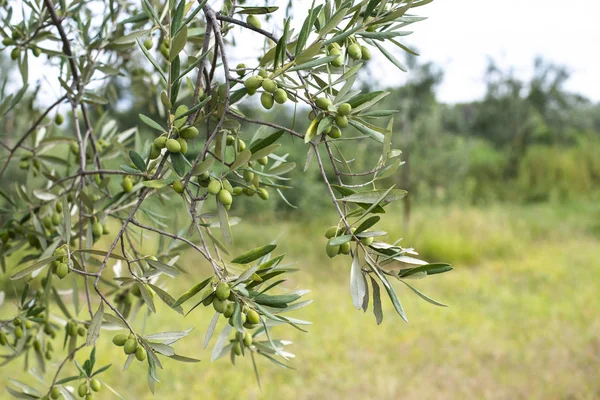 A oliveira fecha. Ramo com azeitonas — Fotografia de Stock