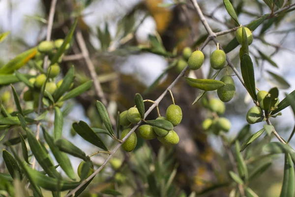 Оливковое дерево закрывается. Отделение с оливками — стоковое фото