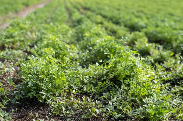 Piantagione con prezzemolo a file. Prezzemolo vicino in fattoria . — Foto Stock