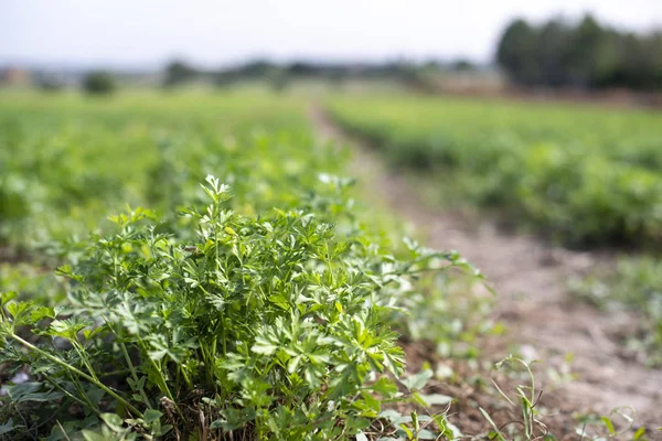 Plantación con perejil en hileras. Cerca de perejil en la granja . — Foto de Stock