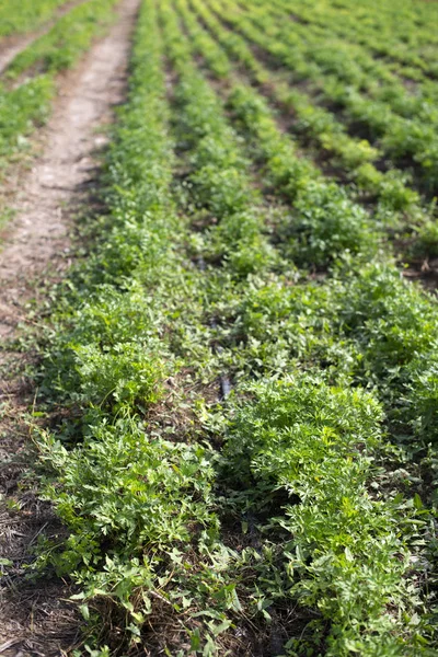 Plantação com salsa em fileiras. Fechar a salsa na fazenda . — Fotografia de Stock