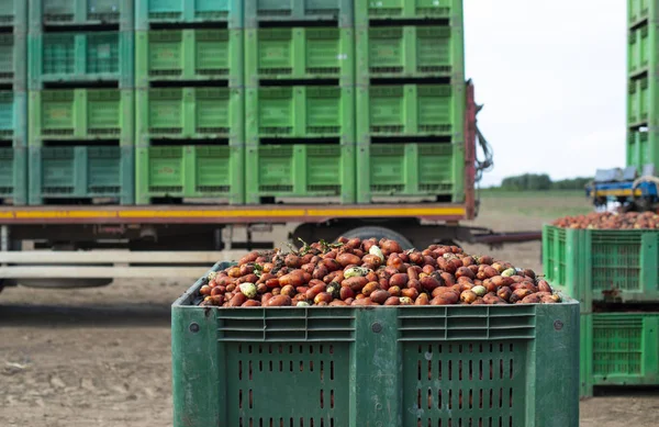 Tomaten voor inblikken. Landbouwgrond en kratten met tomaten. — Stockfoto