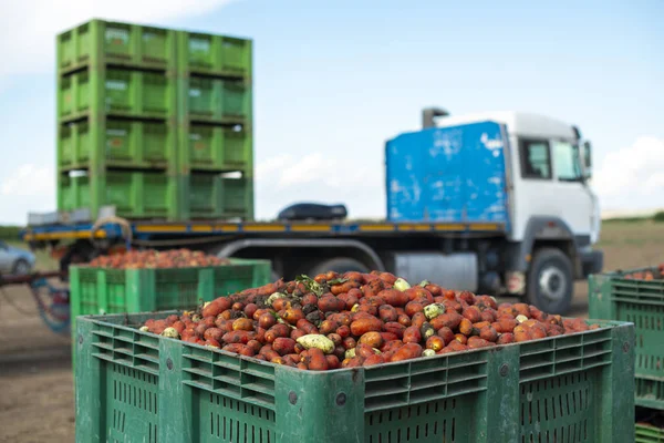 Tomates para enlatar. Tierras agrícolas y cajones con tomates . — Foto de Stock