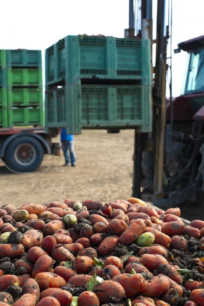 Tomates para enlatar. Tierras agrícolas y cajones con tomates . — Foto de Stock