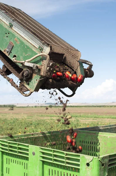 Machine avec ligne de transport pour la cueillette des tomates sur le terrain. T — Photo