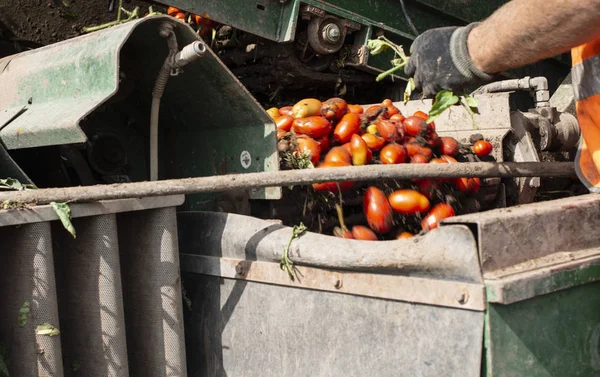 Macchina con linea di trasporto per la raccolta dei pomodori in campo. T — Foto Stock