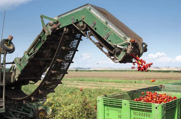带运输线的机器，用于在田里采摘西红柿。 T — 图库照片