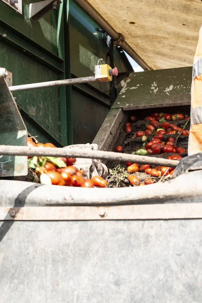Máquina con línea de transporte para recoger tomates en el campo. T — Foto de Stock