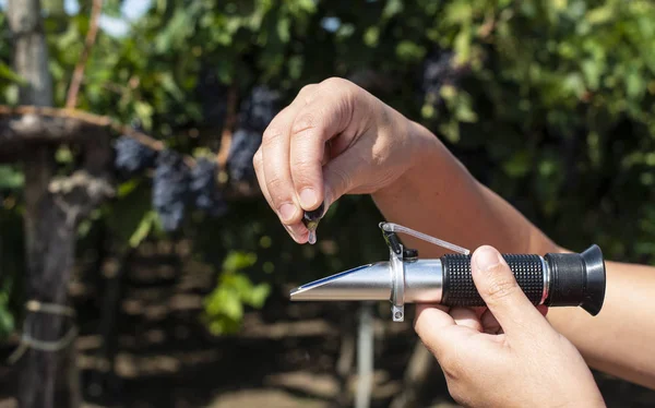Farmer measures the sugar content of the grapes with refractomet — Stock Photo, Image