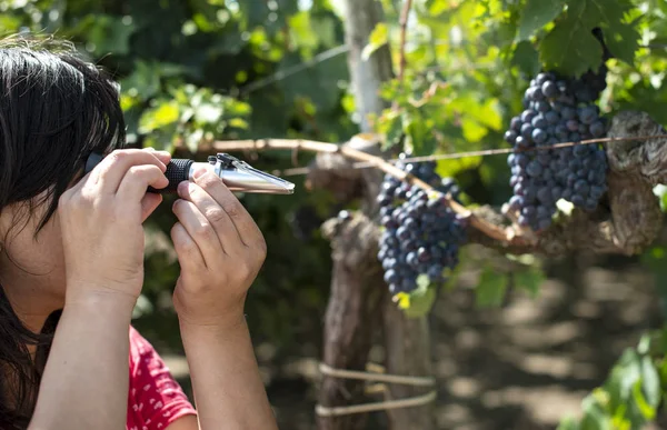 Farmer measures the sugar content of the grapes with refractomet — Stock Photo, Image