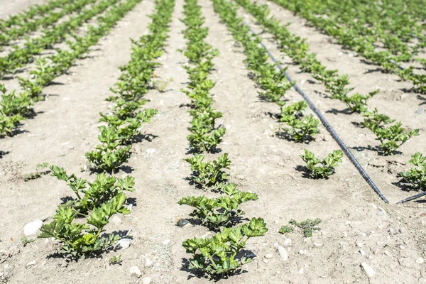 Cultivando aipo na plantação. Aipo plantas em fileiras . — Fotografia de Stock