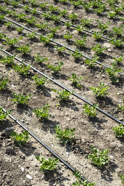 Pěstování celeru na plantáži. Celer bulvový v řadách. — Stock fotografie