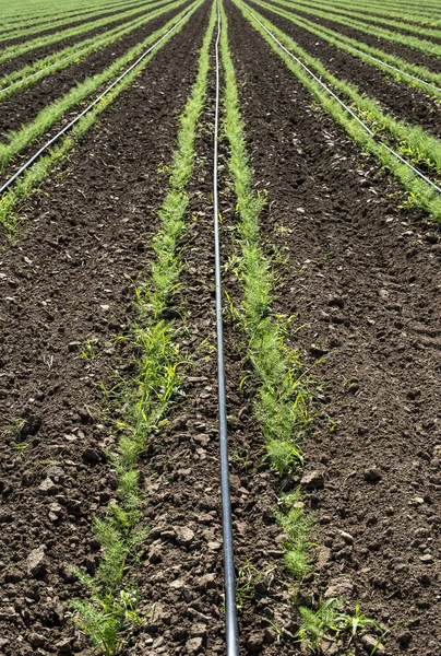 Plantacja kopru włoskiego. Koper hodowlany — Zdjęcie stockowe