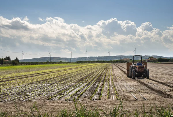 莴苣农场的拖拉机 一排排的小莴苣 — 图库照片