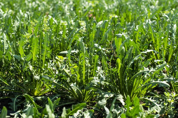 Chicory plantation. — Stock Photo, Image