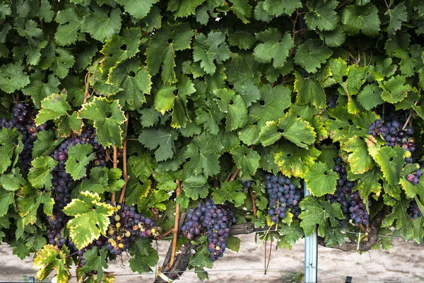 Fundo de uvas vermelhas — Fotografia de Stock