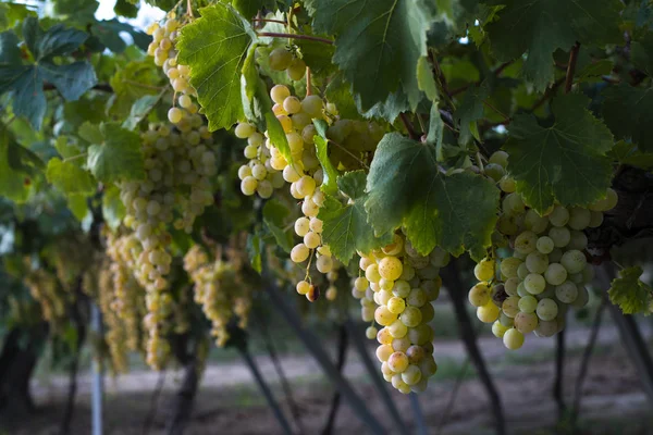 Uvas dulces de postre. Luz del sol en las uvas para comer . —  Fotos de Stock