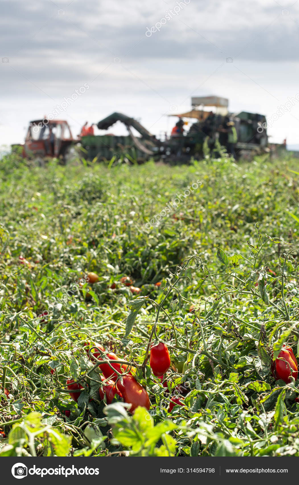 Picking Tomatoes Tractor Harvester Harvest Tomatoes Load Truck