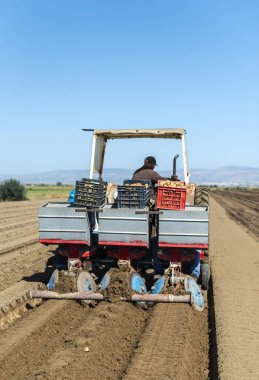 Patates eken sandıklı traktör.
