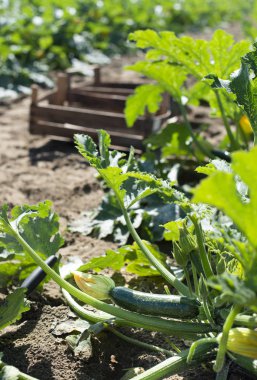 Endüstriyel çiftlikte kabak topluyorum. Kabaklı tahta sandıklar.