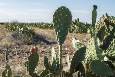 Endüstriyel kaktüs tarlası. Büyüyen kaktüsler. Kaktüs meyveleri. 