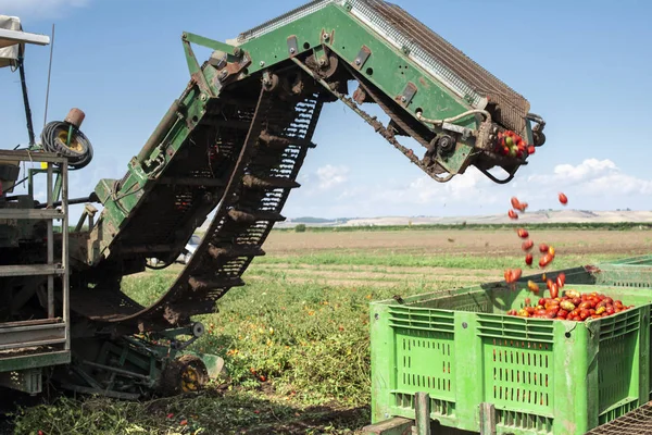 Máquina con línea de transporte para recoger tomates en el campo. T — Foto de Stock