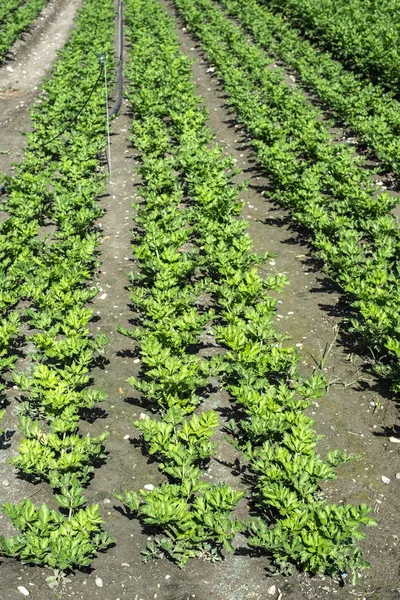 Growing Celery On Plantation. Celery plants in rows. — Stock Photo, Image