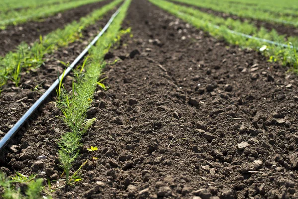 Fennel plantation. Growing fennel — Stock Photo, Image