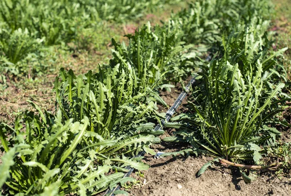 Plantación de achicoria . — Foto de Stock