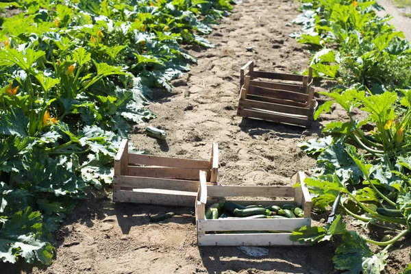 Zucchini pflücken in der industriellen Landwirtschaft. Holzkisten mit Zucchini — Stockfoto