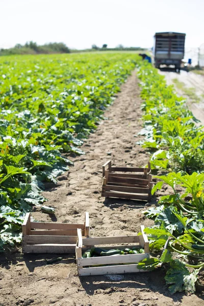 Plockning av zucchini på industrigård. Trälådor med zucchini — Stockfoto