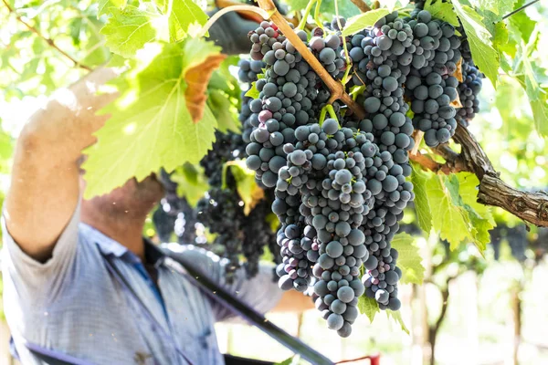 Рабочие, собирающие красный виноград . — стоковое фото