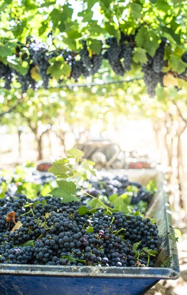 Trator com reboque cheio de uvas vermelhas para a vinificação . — Fotografia de Stock