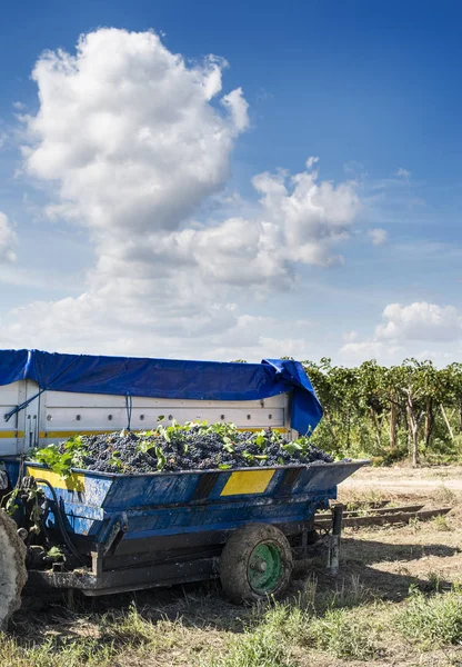 Tractor con remolque lleno de uvas tintas para la vinificación . — Foto de Stock