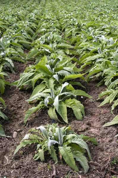 Impianto industriale di carciofi . — Foto Stock