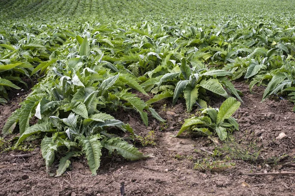 Artyčoky průmyslové plantáže. — Stock fotografie